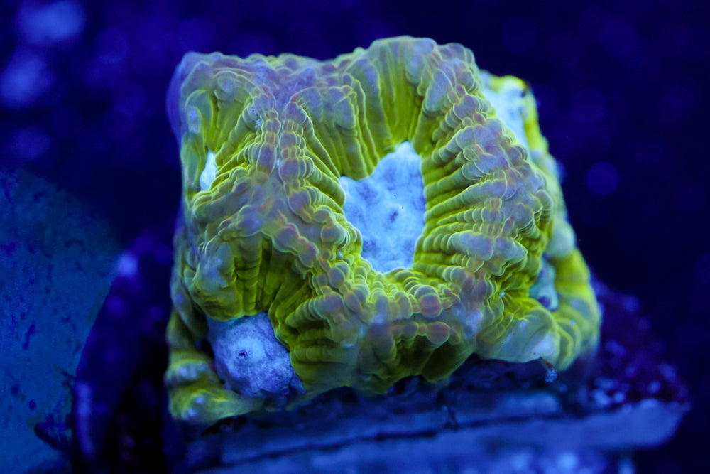 Flubber Favia 2