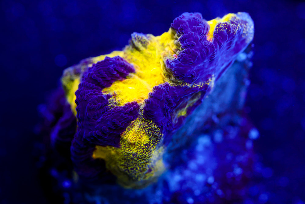 Black and Yellow Platygyra 1