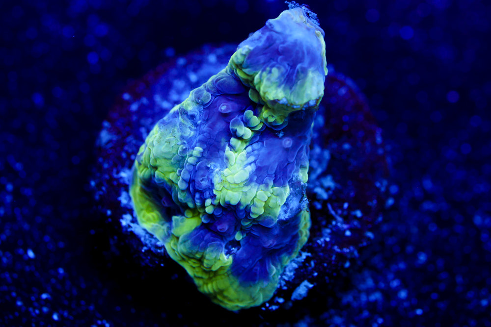 Mystery Favia 1