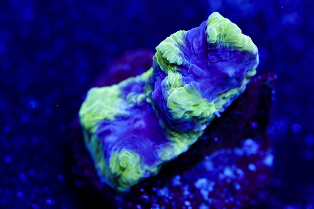 Mystery Favia 2