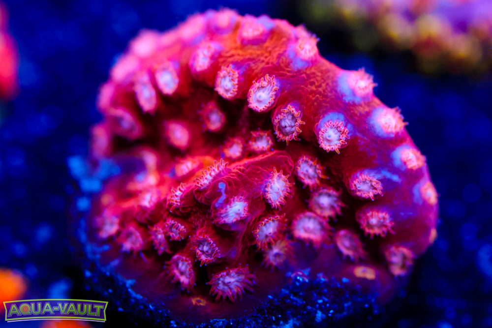 Strawberry Cyphastrea 1