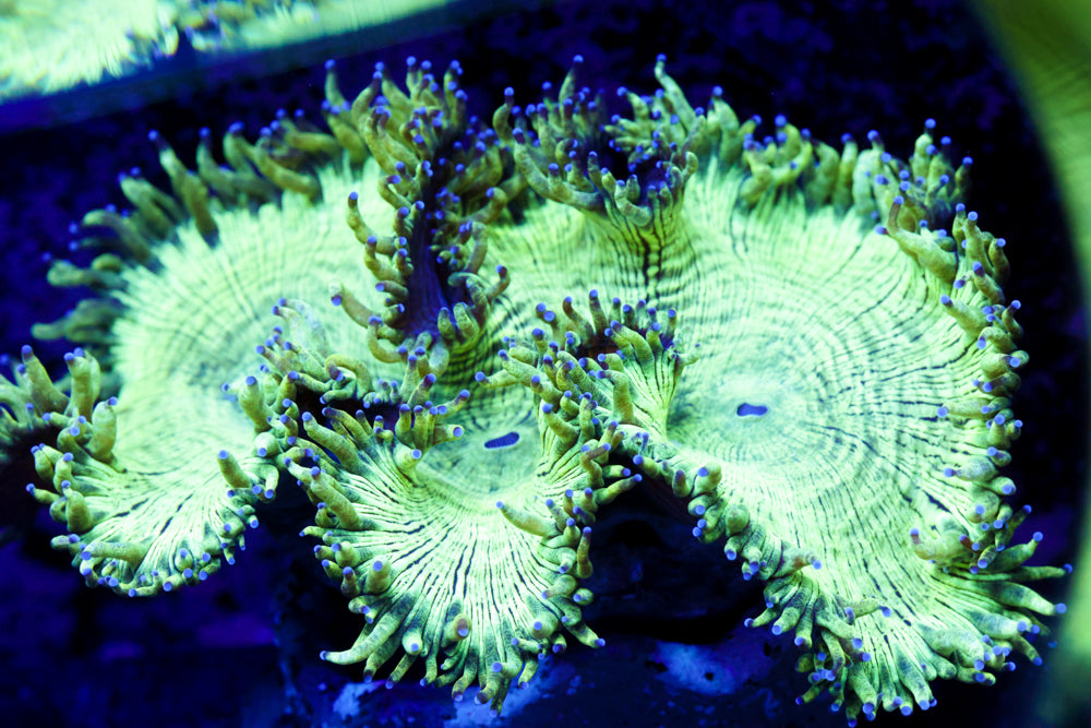 Elegance Coral XL 6"+