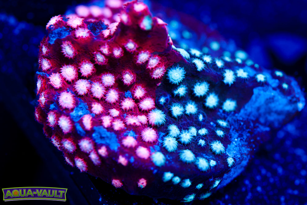 JF Fender Bender Cyphastrea