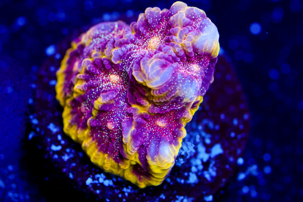 WWC Blood Diamond Favia 1