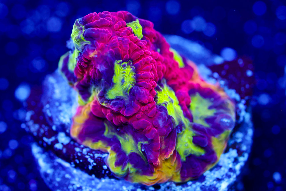 Cyber Monster Favia 2