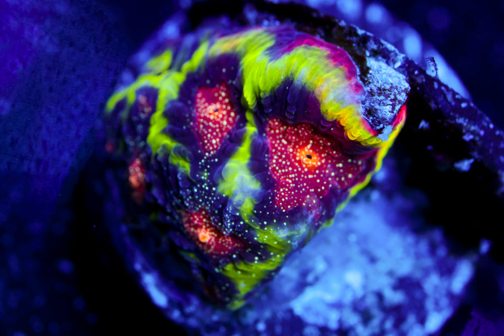 CV Rainbow Venom Favia 2