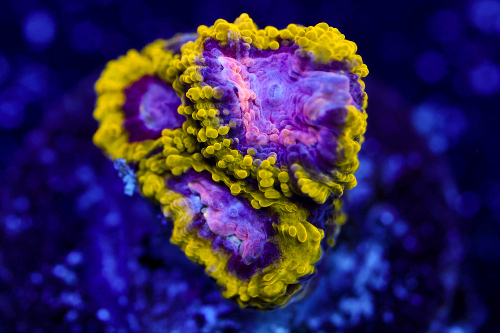 Space Monkey Favia 3