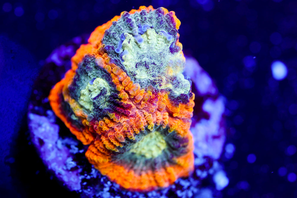 Yellow Submarine Favia 1