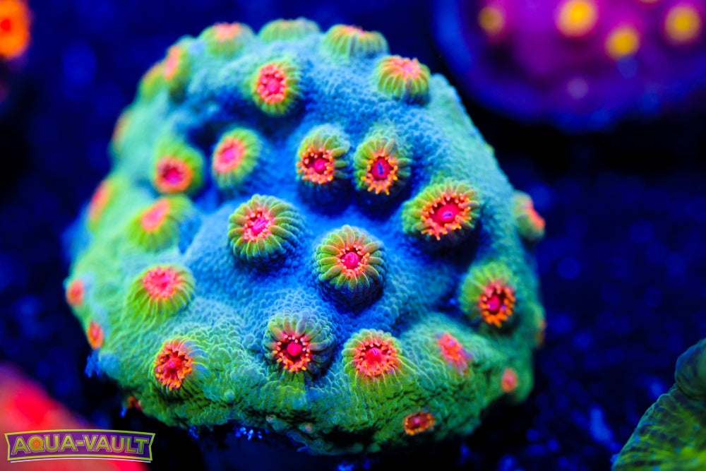 ECC Candy Land Cyphastrea