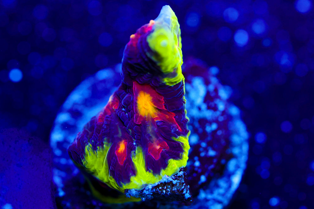 JF Alien Antivenom Favia 1