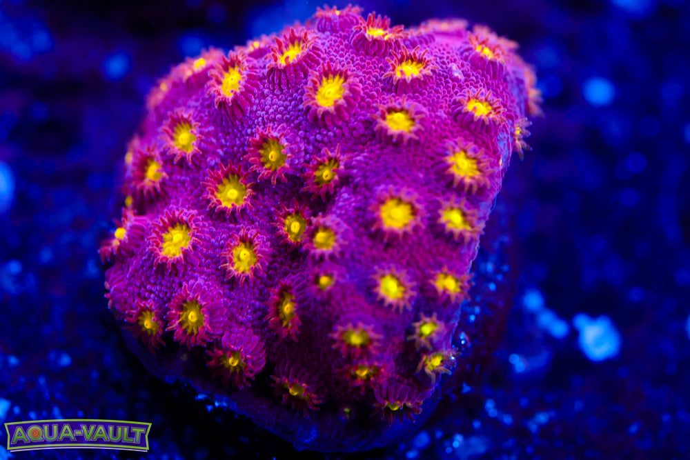 Bling Bling Cyphastrea