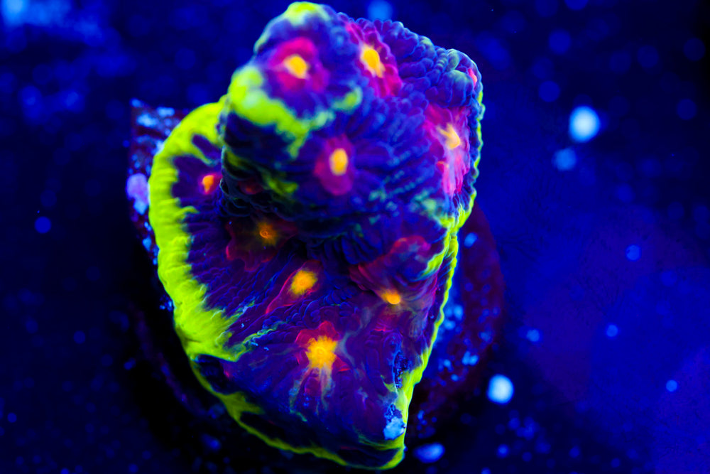 JF Alien Antivenom Favia 4