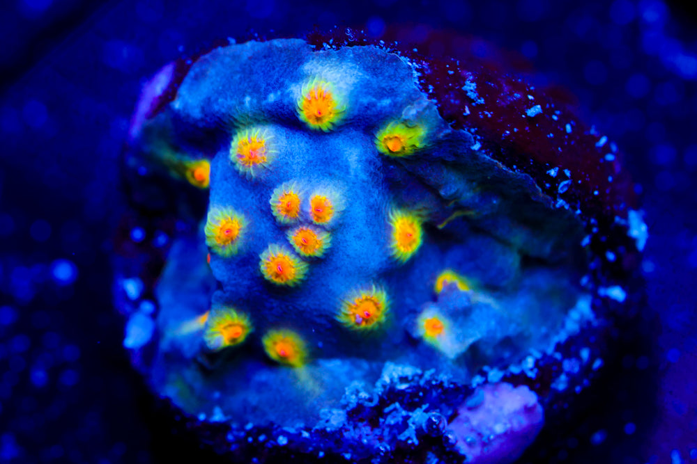 Buzz Lightyear Cyphastrea 1