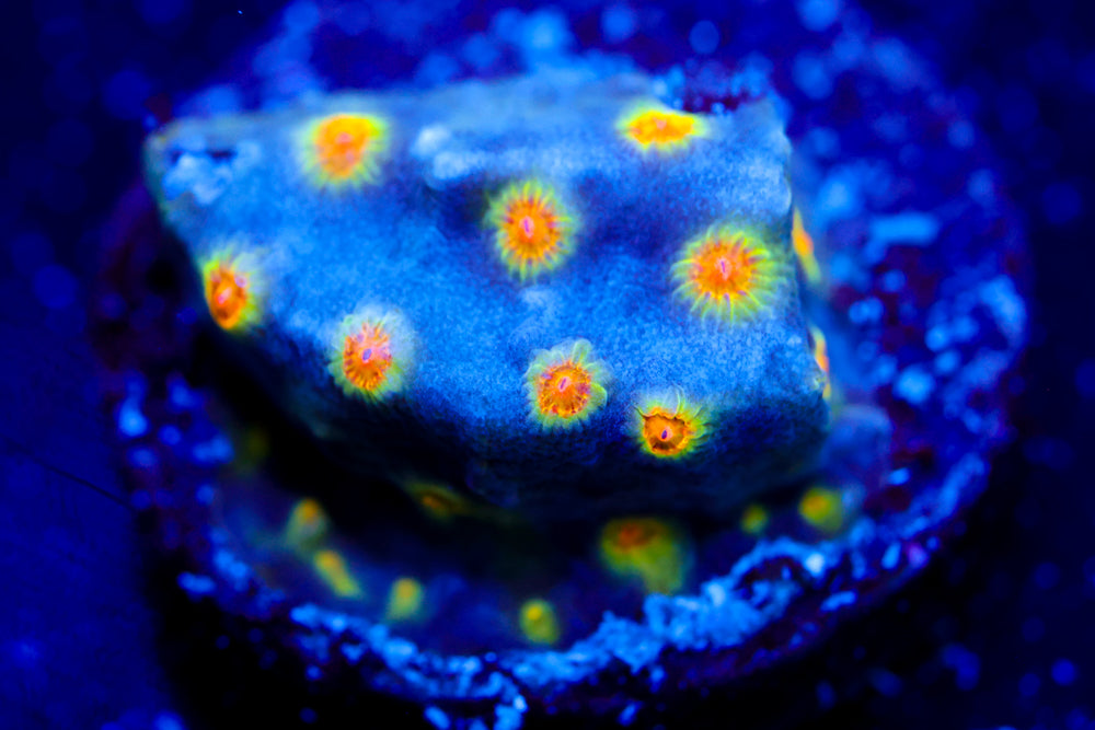 Buzz Lightyear Cyphastrea 2