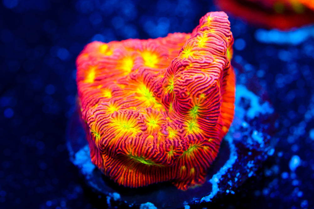 Jack o' Lantern Leptoseris 1