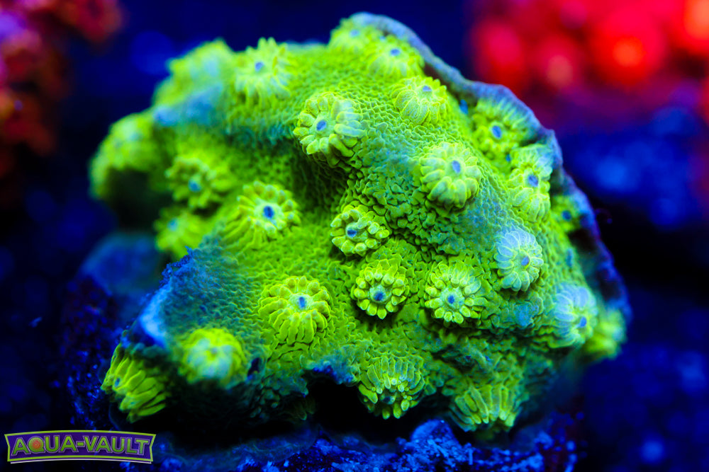 Toxic Cyphastrea