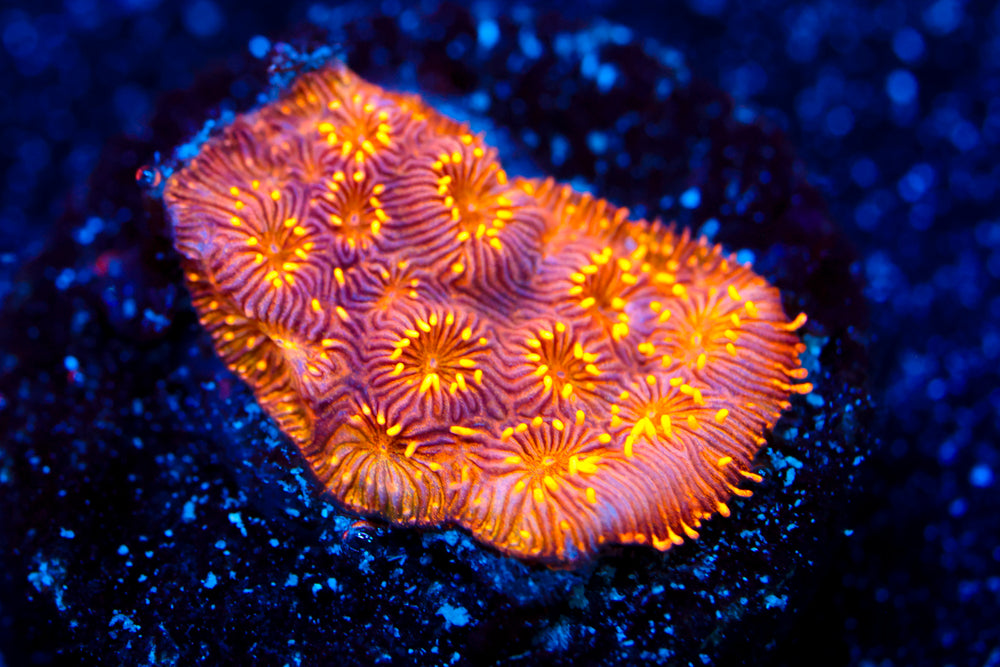 Orange Pavona 2