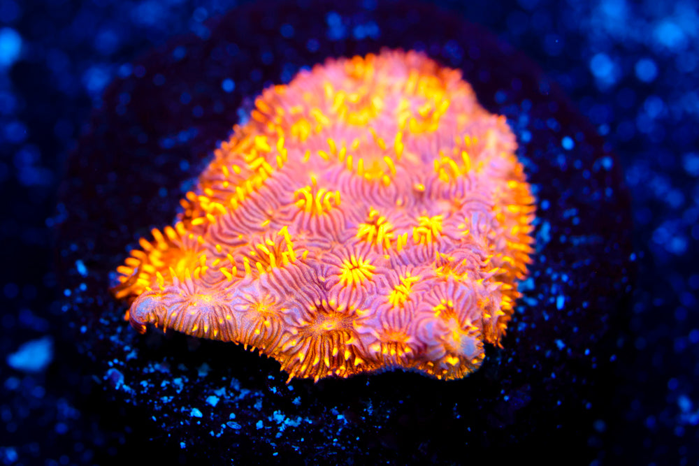 Orange Pavona 3