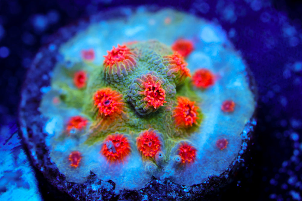 ECC Candyland Cyphastrea 2