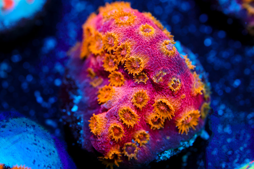 Copperhead Cyphastrea 2