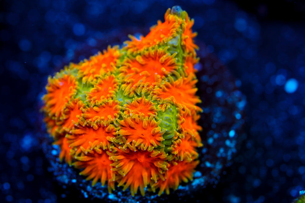 John Deere Leptastrea 2