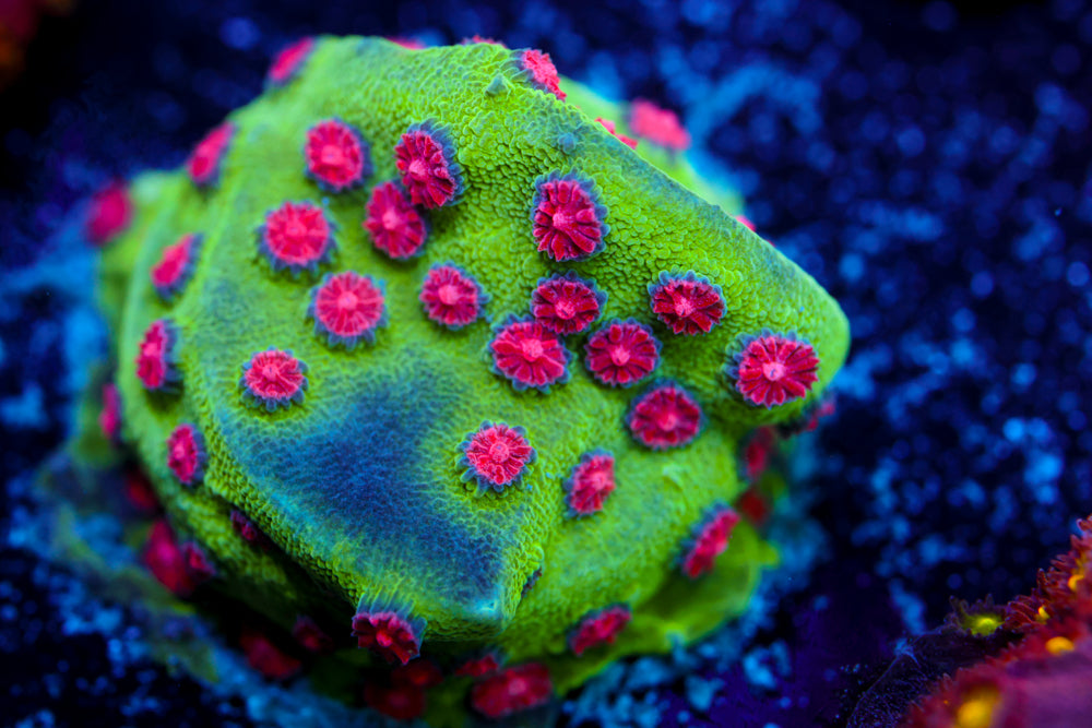 Aliex Pox Cyphastrea 1