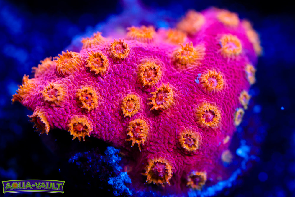 Copperhead Cyphastrea 2