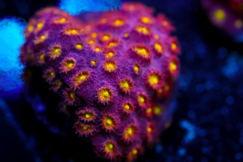 Bling Bling Cyphastrea 1