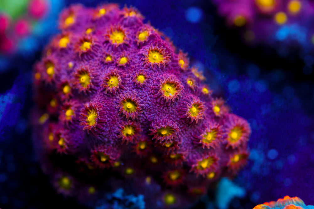 Bling Bling Cyphastrea 2