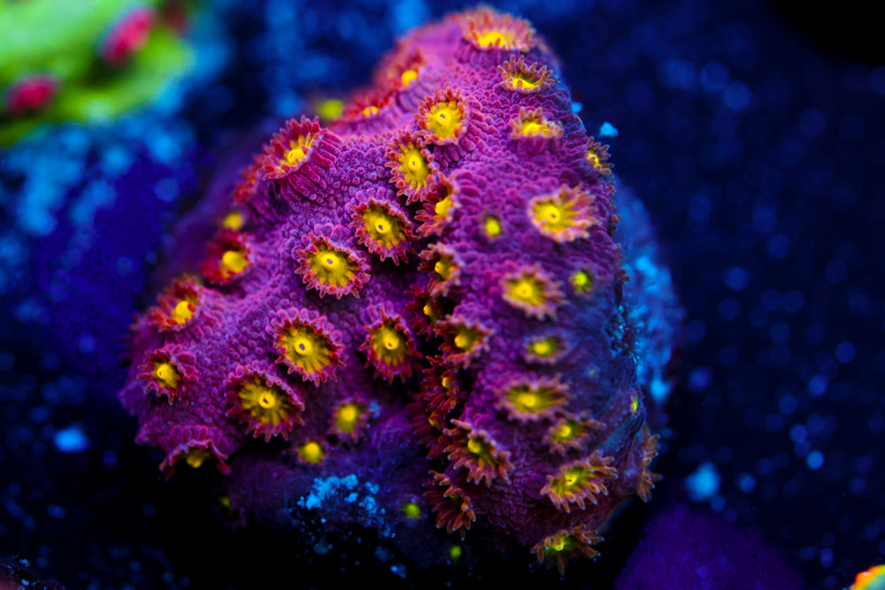 Bling Bling Cyphastrea 3