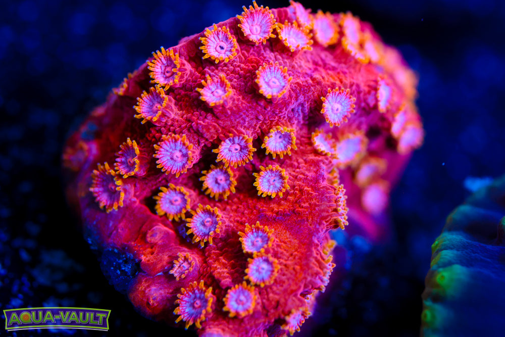 Strawberry Cyphastrea 2