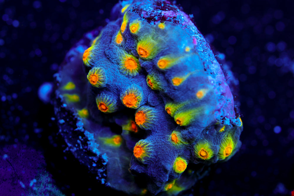 Party Crasher Cyphastrea 1