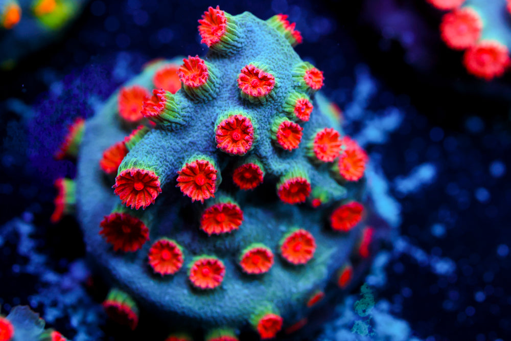 Meteor Shower Cyphastrea 2