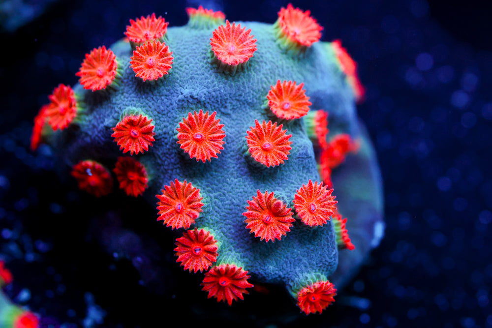 Meteor Shower Cyphastrea 3