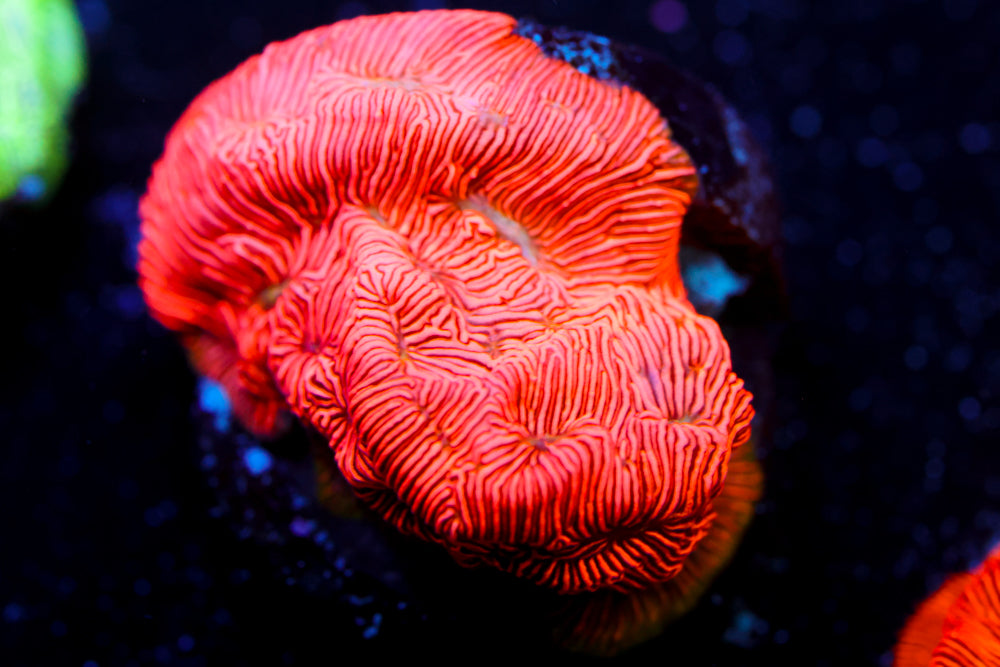 Tangerine Leptoseris