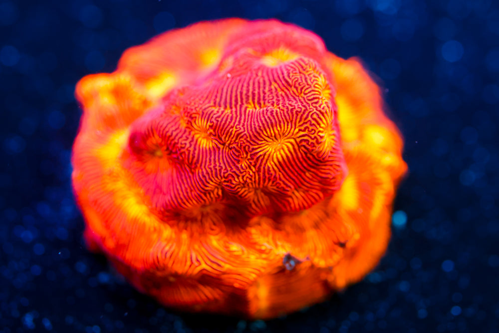 CC Rising Sun Leptoseris 1