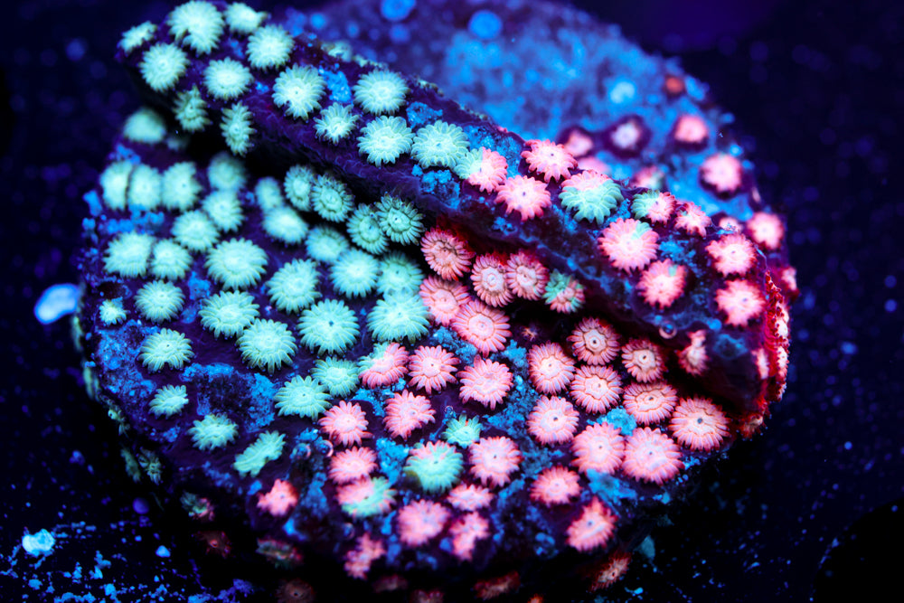 JF Fender Bender Cyphastrea