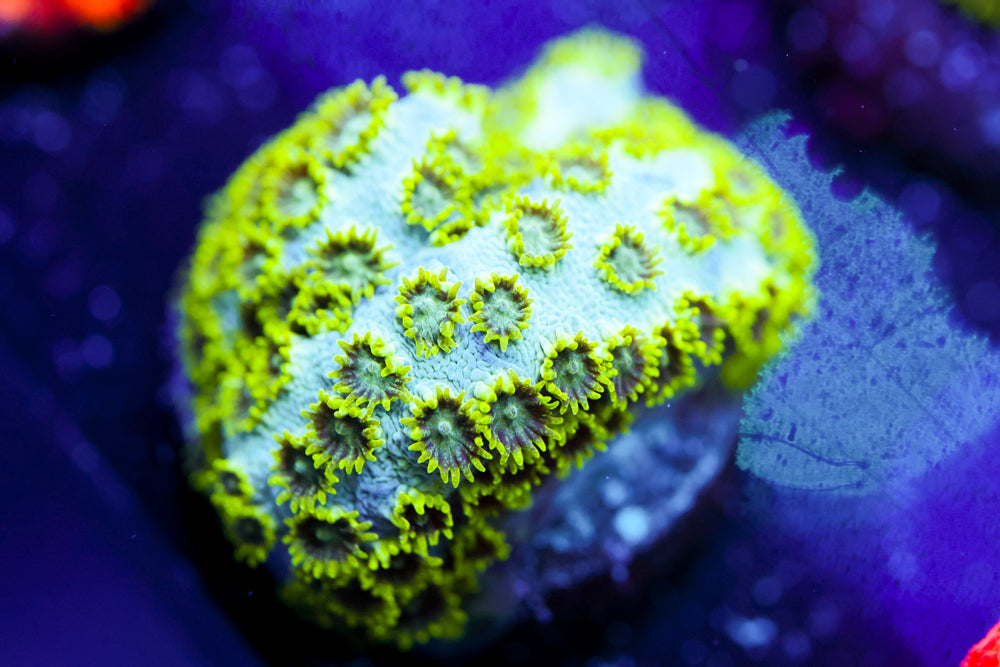 Seafoam Cyphastrea 1