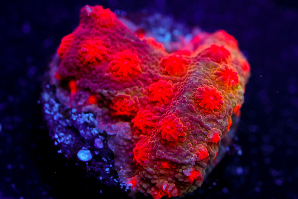 Blood Cyphastrea 2