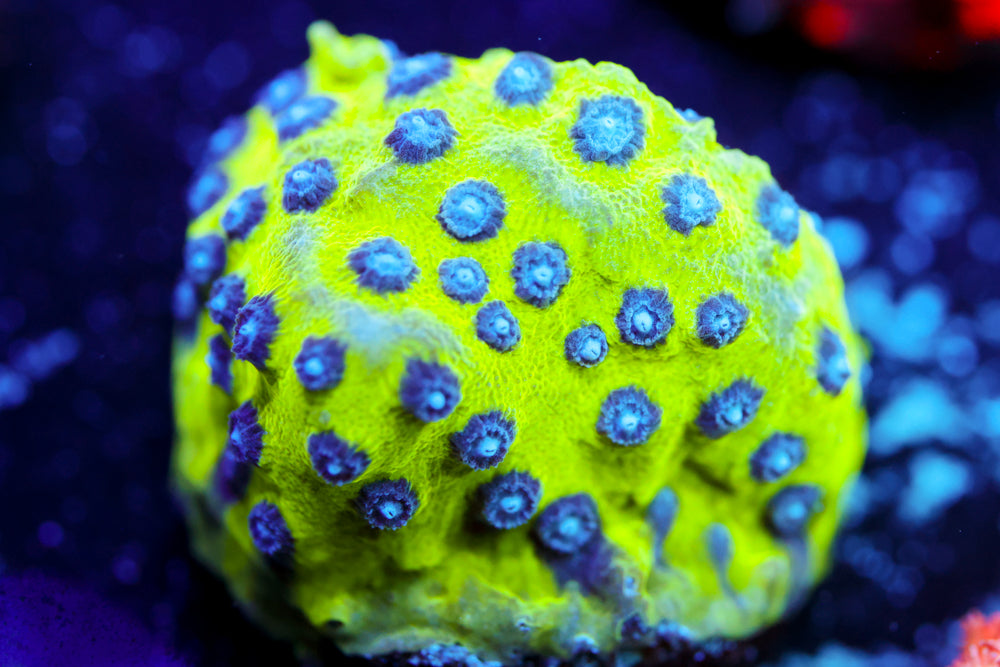 Master PPE Cyphastrea 1