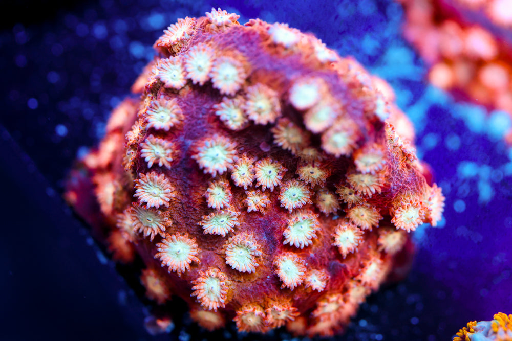 Marvel Cyphastrea 1