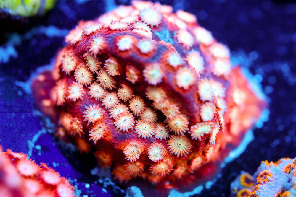 Marvel Cyphastrea 2