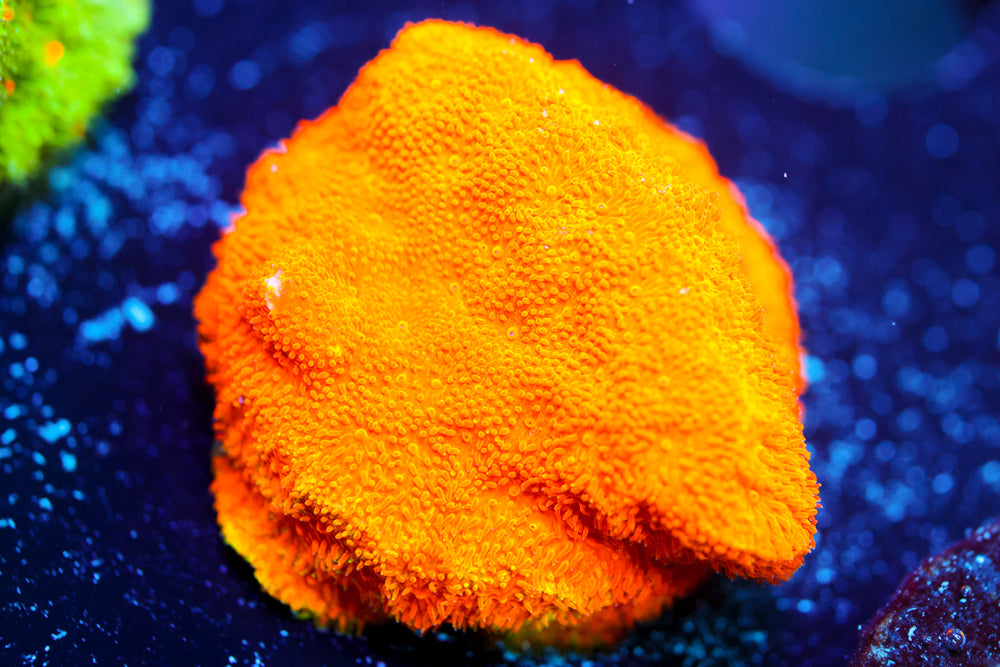 Watermelon Psammocora