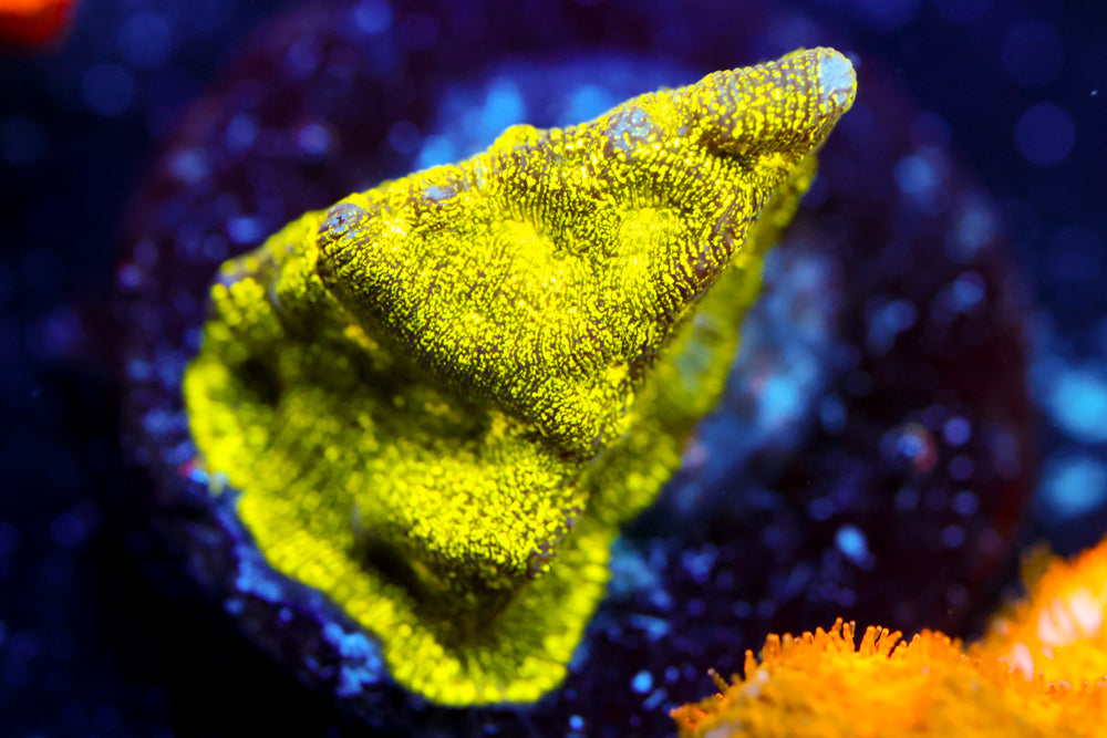 Yellow Leptoseris 2