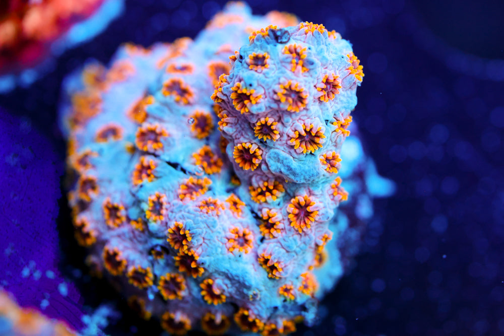 Starburst Cyphastrea 1