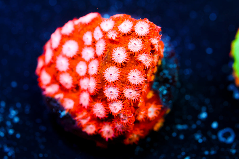 Strawberry Cyphastrea 1