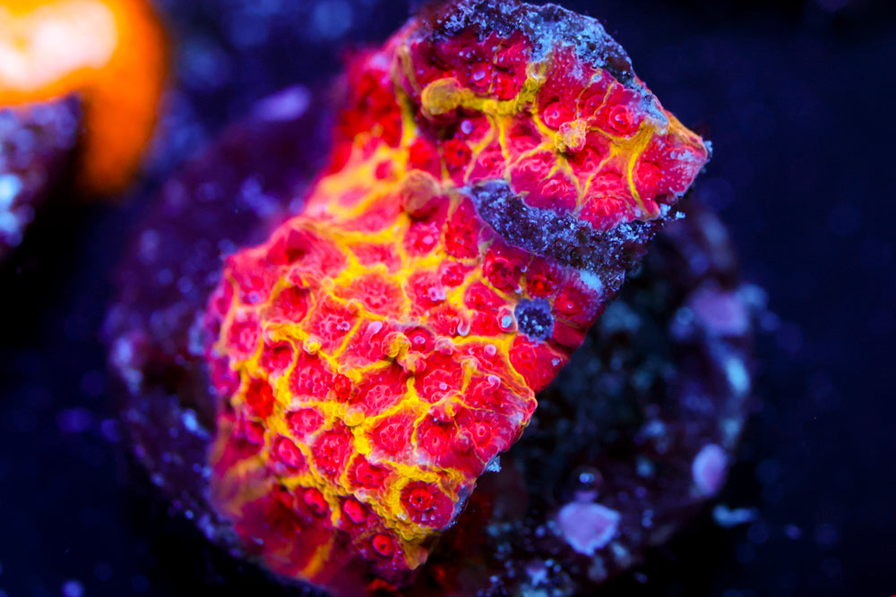 JF Burning Banana Stylocoeniella 1