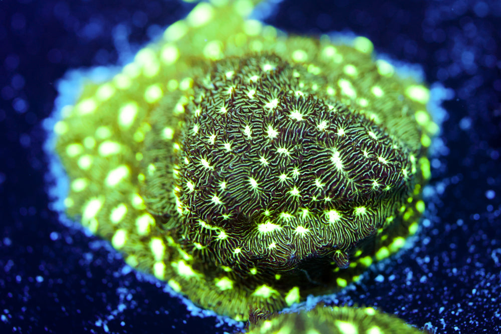 Frogskin Leptoseris 2