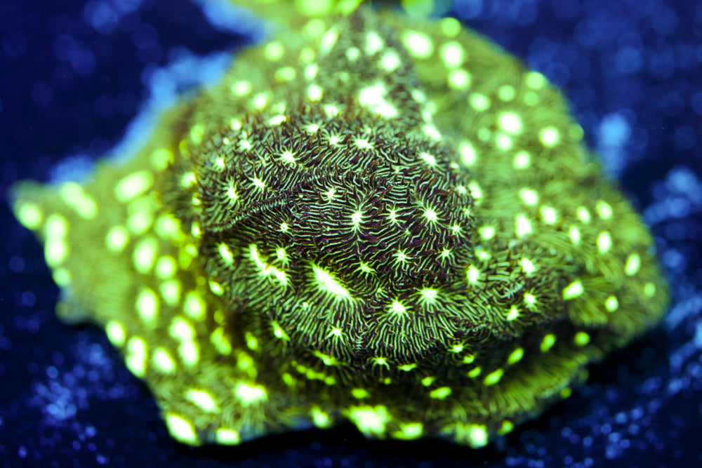 Frogskin Leptoseris 3