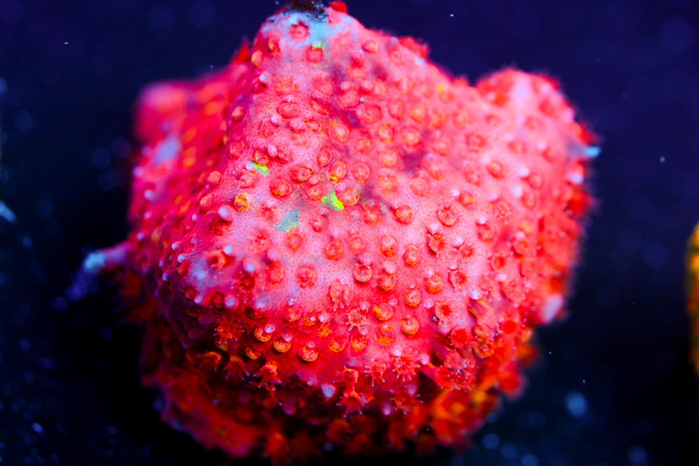 JF Candy Coated Stylocoeniella
